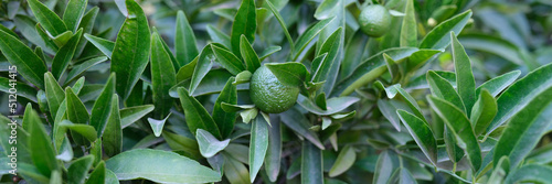 Beautiful natural green foliage and lime fruits, close-up