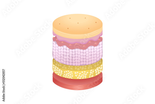 Normal Human Skin Split Layers Isometric Cylinder with Muscle