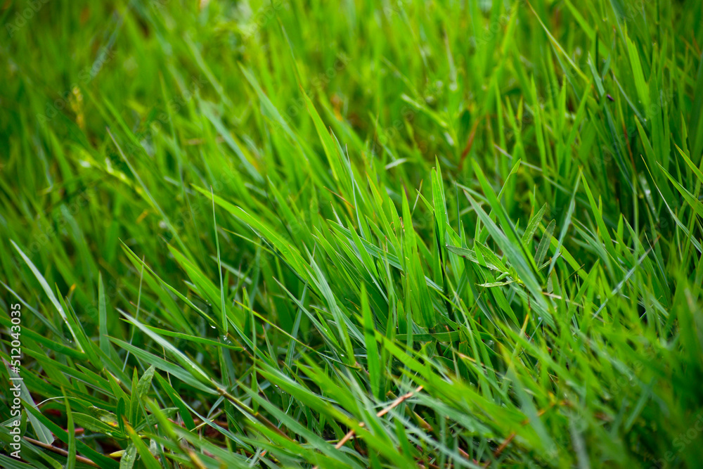 Fresh green grass background Fresh green grass background