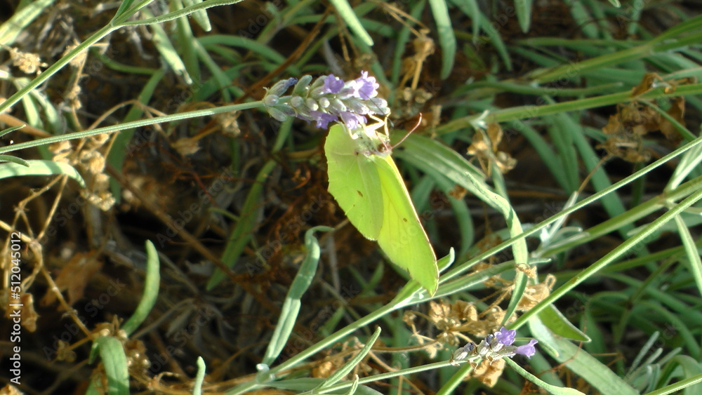 Common brimstone (Gonepteryx rhamni)
Common brimstone (Gonepteryx rhamni)