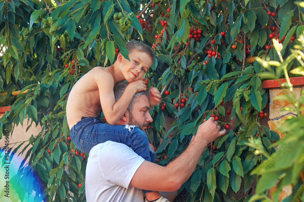 Father and son are picking cherries, the boy is sitting on his father's shoulders. Joint family activities