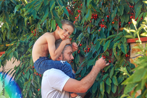 Obraz na płótnie Father and son are picking cherries, the boy is sitting on his father's shoulders. Joint family activities w salonie