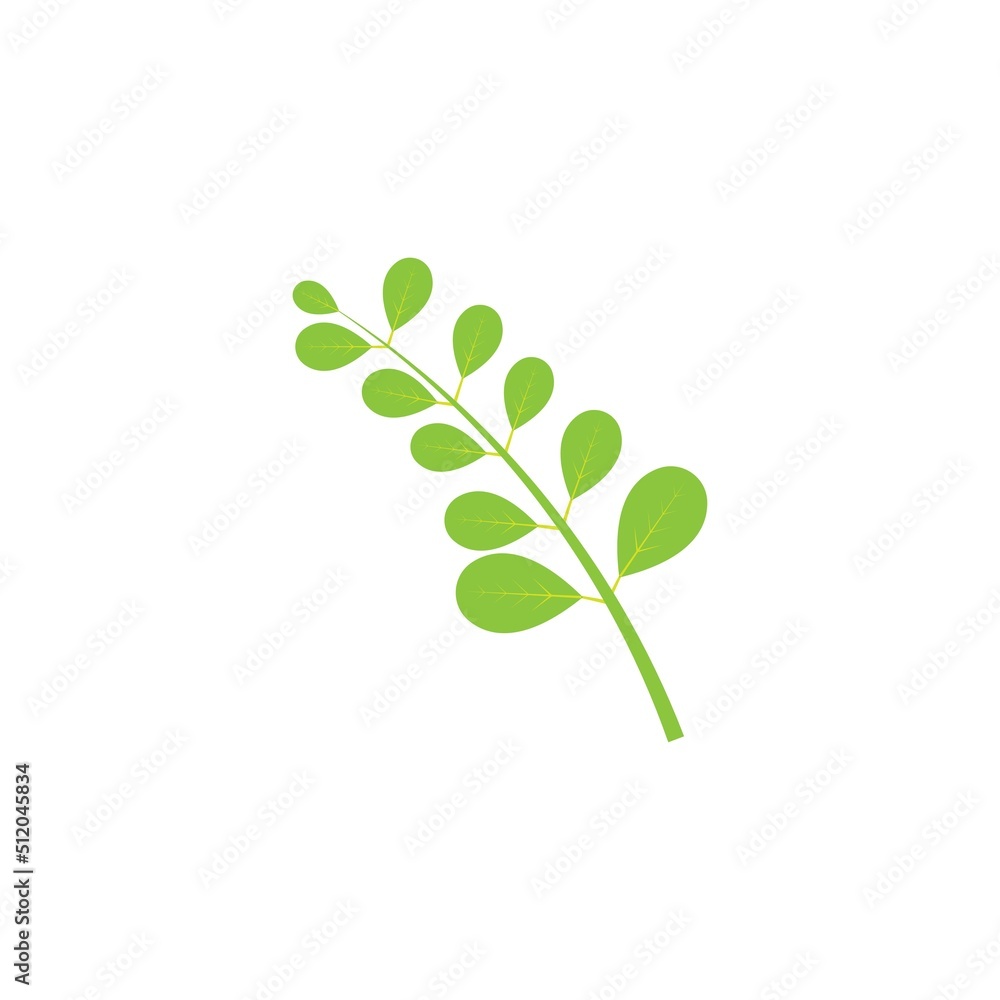 Moringa leaf logo illustration vector design Moringa leaf logo illustration vector design