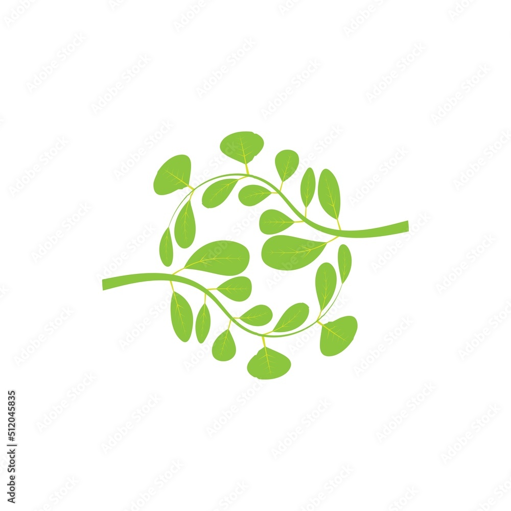 Moringa leaf logo illustration vector design Moringa leaf logo illustration vector design