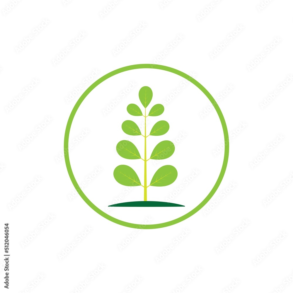 Moringa leaf logo illustration vector design Moringa leaf logo illustration vector design
