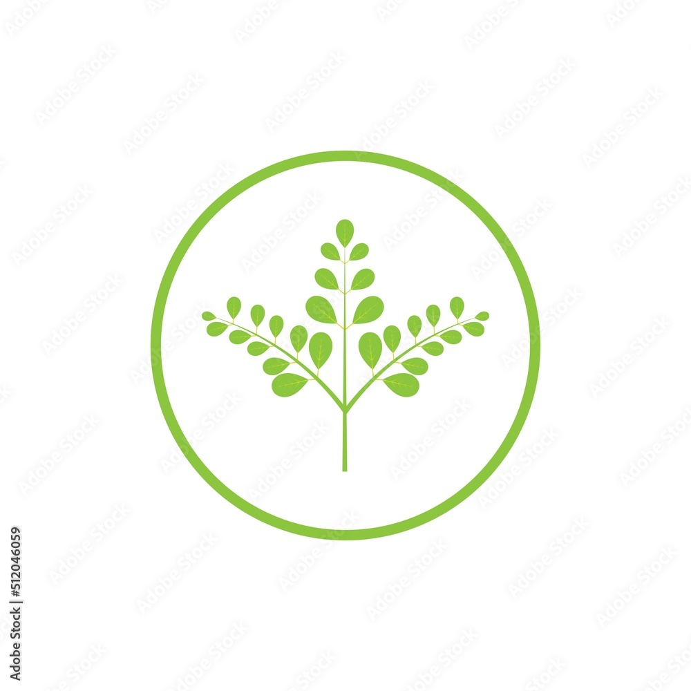 Moringa leaf logo illustration vector design Moringa leaf logo illustration vector design