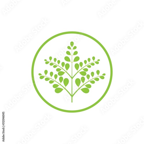Moringa leaf logo illustration vector design