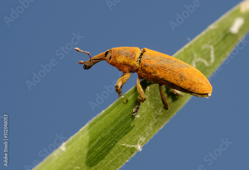 Weevil Lixus pulverulentus on a plant leaf photo