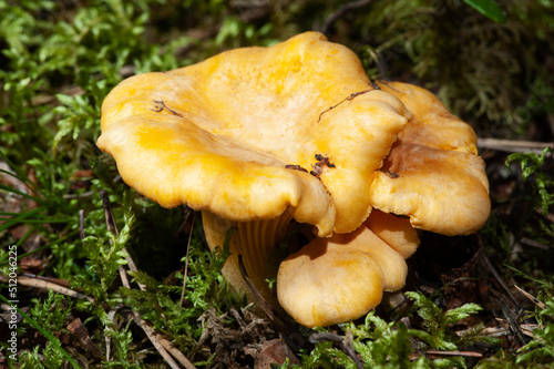 Bright orange chanterelle mushrooms