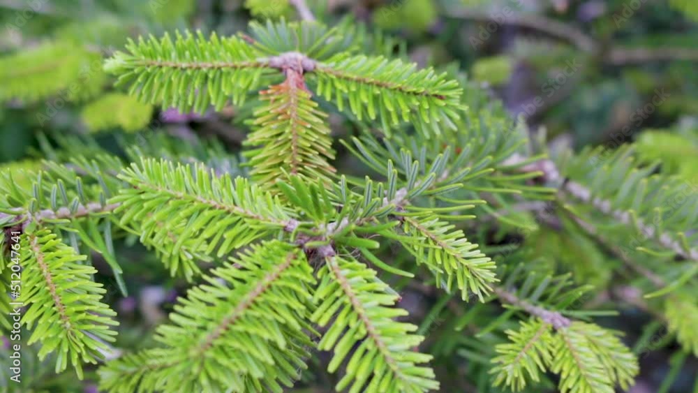 A young replanted Christmas tree in a plant pot showing new growth on the branches in a country garden in England A young replanted Christmas tree in a plant pot showing new growth on the branches in a country garden in England