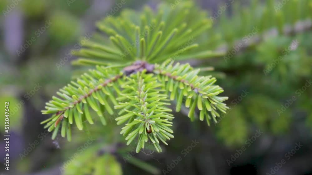 New growth showing on a branch of a young replanted Christmas tree in a plant pot set in a country garden in England New growth showing on a branch of a young replanted Christmas tree in a plant pot set in a country garden in England