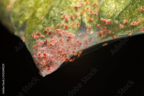 Super macro photo group of Red Spider Mite infestation on vegetable. Insect concept. photo