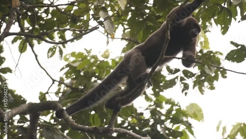 Male Woolly Monkey Jumping Into Another Tree Branches In Tropical Rainforest. Slow Motion photo