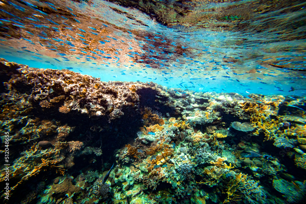 Underwater coral reef on the red sea Underwater coral reef on the red sea