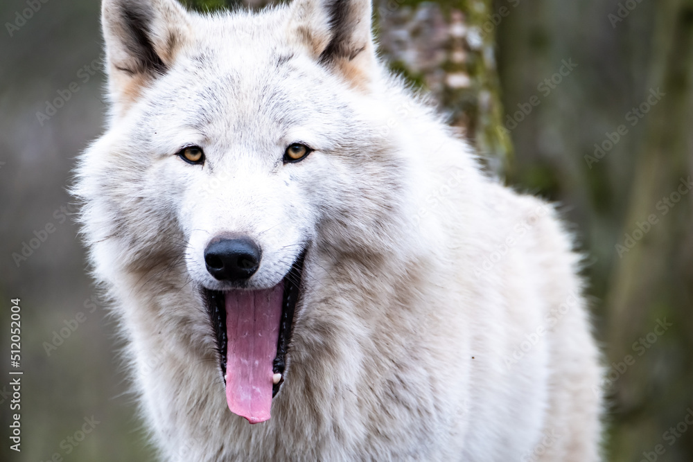 Close up of an adult white wolve roaming in the forest