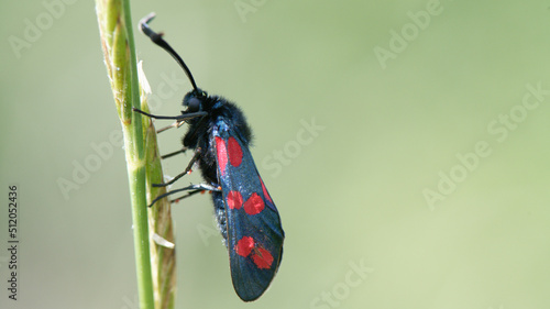 La Zygène de la filipendule - Zygaena filipendulae