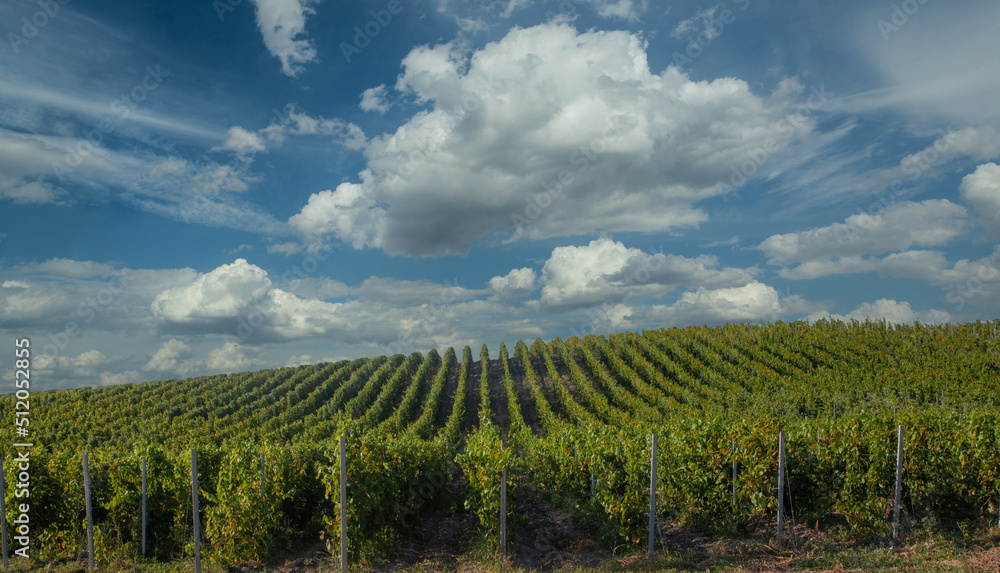 Green vineyard and blue sky with white clouds background