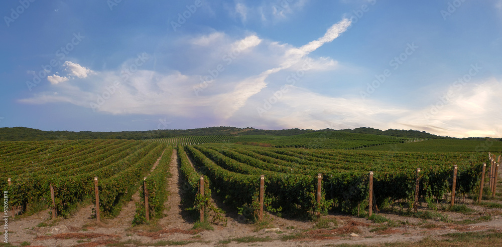 Fototapeta premium Rows of grapevines on posts in large vineyard on a sunny afternoon in spring, for agricultural and regional motifs