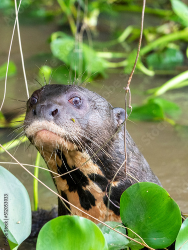 A curious adult giant river otter (Pteronura brasiliensis), on the Rio Nego, Mato Grosso, Pantanal, Brazil photo