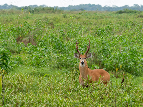 Adult marsh deer (Blastocerus dichotomus), grazing at Pouso Allegre, Mato Grosso, Pantanal, Brazil photo