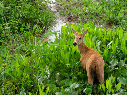 Adult red brocket (Mazama americana), grazing on the Rio Pixaim, Mato Grosso, Pantanal, Brazil