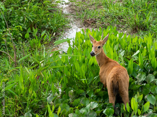 Adult red brocket (Mazama americana), grazing on the Rio Pixaim, Mato Grosso, Pantanal, Brazil photo