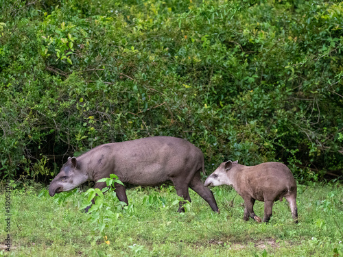 South American tapir (Tapirus terrestris), mother and calf at Pouso Allegre, Mato Grosso, Pantanal, Brazil photo