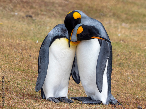 A pair of adult king penguins (Aptenodytes patagonicus), courtship display on Saunders Island photo