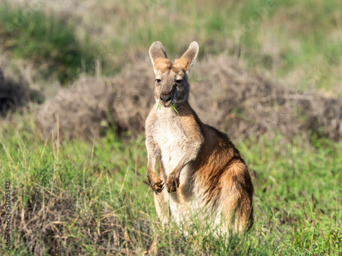 Adult red kangaroo (Macropus rufus), in Cape Range National Park