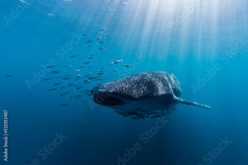 Adult whale shark (Rhincodon typus), underwater on Ningaloo Reef photo