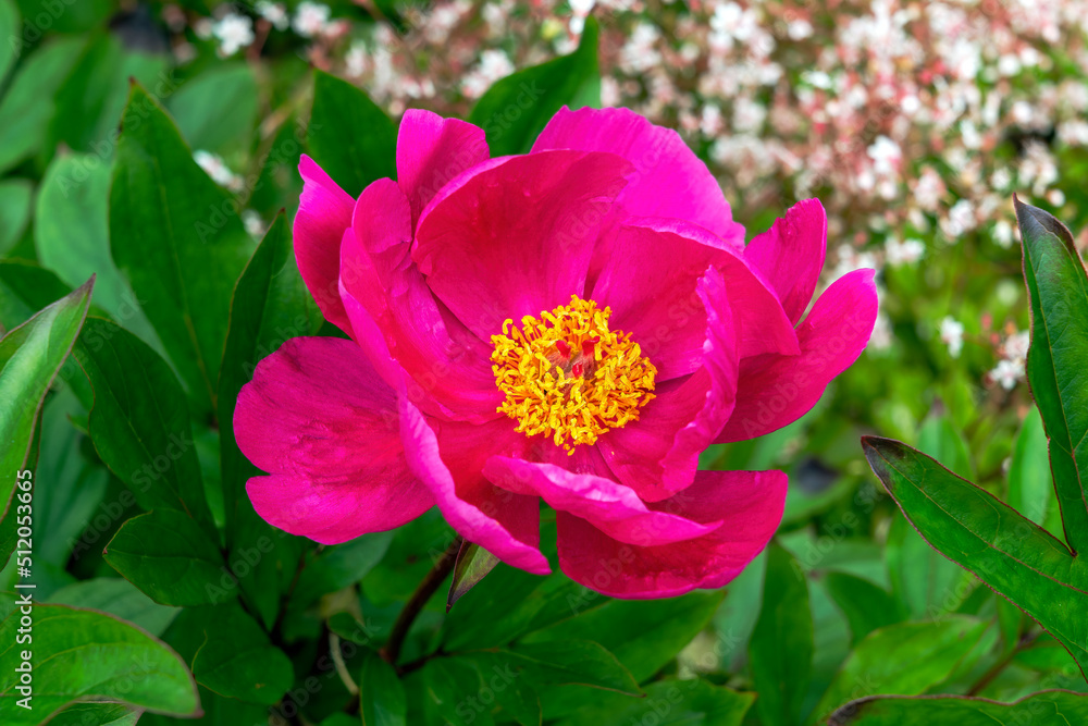 Peony 'Mistral' (paeonia) a spring summer flowering plant with a red pink springtime flower, stock photo image Peony 'Mistral' (paeonia) a spring summer flowering plant with a red pink springtime flower, stock photo image