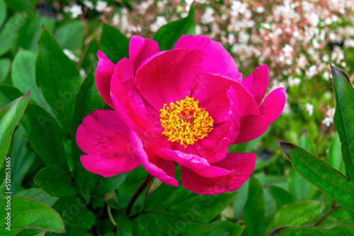Peony 'Mistral' (paeonia) a spring summer flowering plant with a red pink springtime flower, stock photo image photo