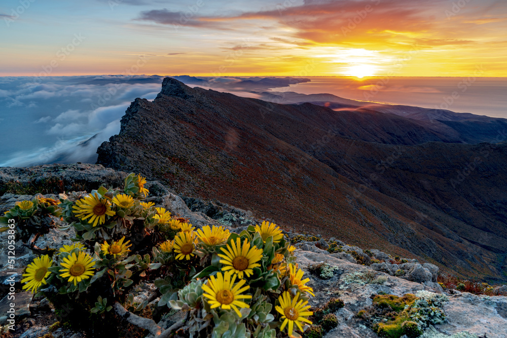Wild flowers on rocks on Pico de la Zarza mountain peak at sunrise, Jandia Peninsula, Fuerteventura, Canary Islands, Atlantic