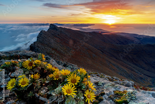 Wild flowers on rocks on Pico de la Zarza mountain peak at sunrise, Jandia Peninsula, Fuerteventura, Canary Islands, Atlantic photo