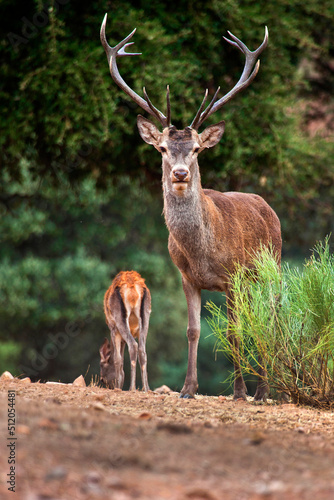 Red Deer  Cervus elaphus  Rutting Season  Monfrag  e National Park  SPA  ZEPA  Biosphere Reserve  C  ceres Province  Extremadura  Spain  Europe