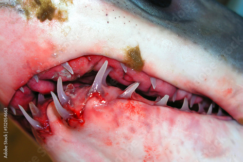Shark Teeth, Mediterranean Sea, Spain, Europe