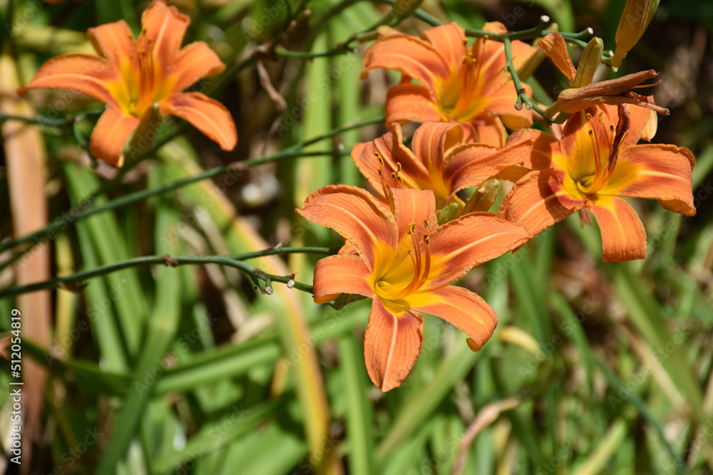 Cluster of Flowering Orange Daylilies Blooming in a Garden Cluster of Flowering Orange Daylilies Blooming in a Garden