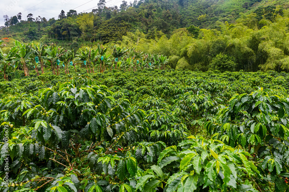 Coffee bushes and beans, Zona Cafetera Coffee bushes and beans, Zona Cafetera