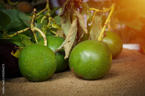 green avocados at the market. 