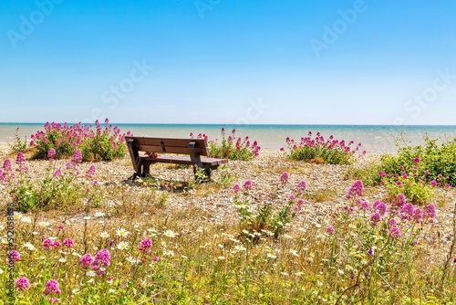 Empty bench amid wildflowers on the shingle beach at Pevensey Bay, East Sussex, England photo