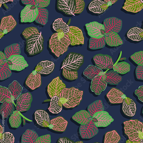 Houseplants. Botanical vector illustration.Variegated plants, multicolored leaves. Fittonia. Seamless Pattern. Dark background, wallpaper