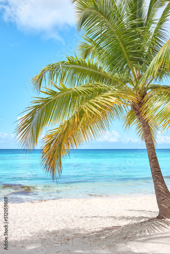 Palm tree on the beach of Saona island  Caribbean. Summer landscape.