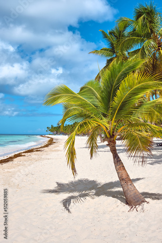 Palm trees on the beach of Saona island, Caribbean. Summer landscape.