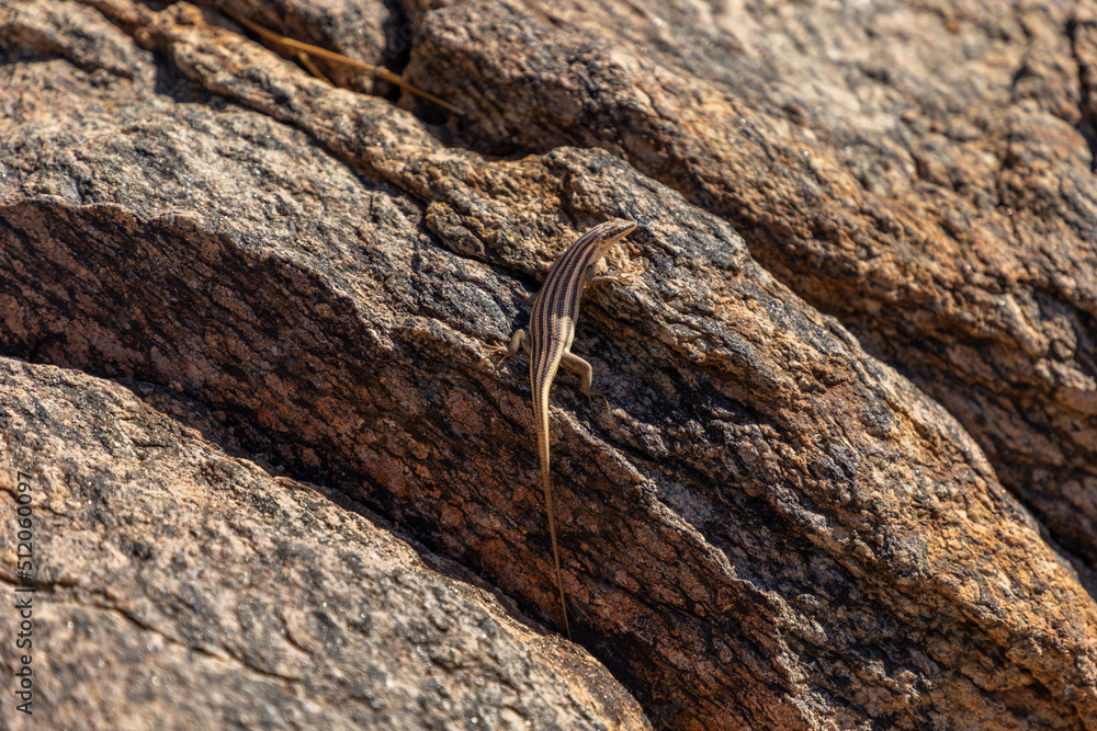 a Western Rock Skink camouflaged on a granite rock. The are native to the western parts of Southern Africa. Scientific name is Mabuya sulcata a Western Rock Skink camouflaged on a granite rock. The are native to the western parts of Southern Africa. Scientific name is Mabuya sulcata