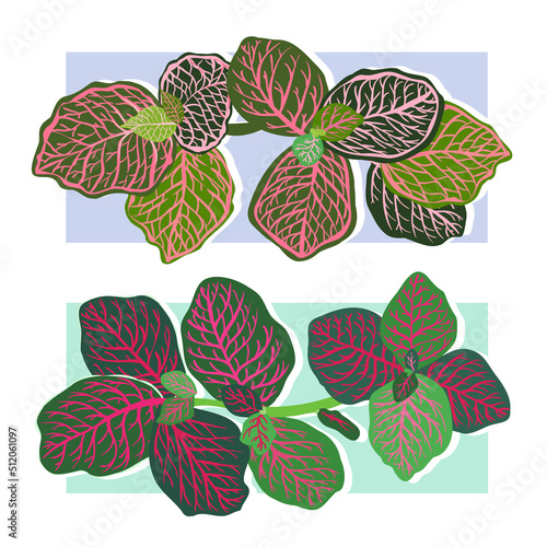 Botanical vector illustration. Houseplants. Variegated plants, multicolored leaves. Fittonia, postcard