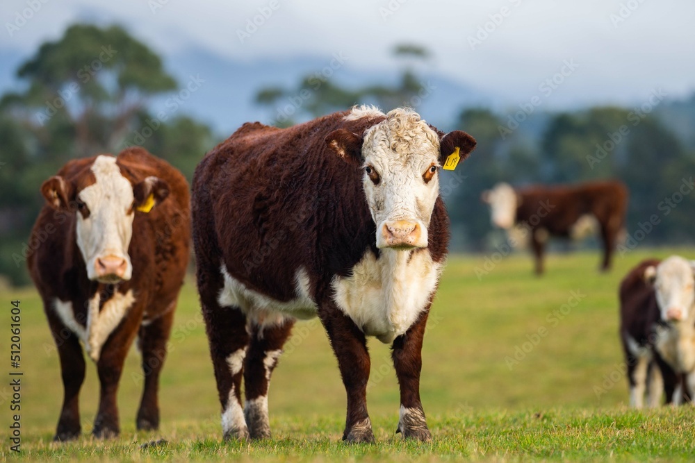 Portrait of Cows in a field grazing. Regenerative agriculture farm storing co2 in the soil with carbon sequestration Portrait of Cows in a field grazing. Regenerative agriculture farm storing co2 in the soil with carbon sequestration