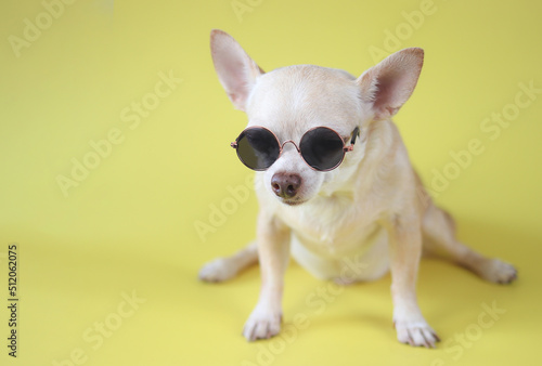 brown chihuahua dog wearing sunglasses sitting  on yellow background. summer traveling concept. © Phuttharak