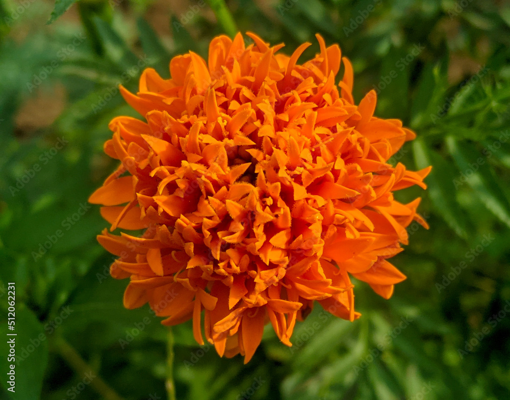 Orange marigold flowers. This flower has the meaning of beauty, wealth, fame, and warmth Orange marigold flowers. This flower has the meaning of beauty, wealth, fame, and warmth