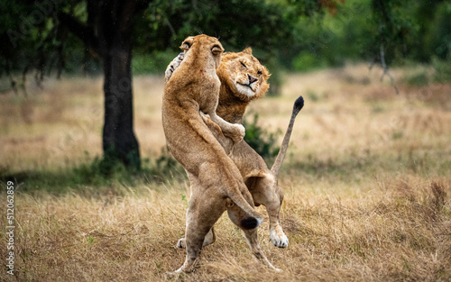 Two lions, Panthera leo, fight each other photo