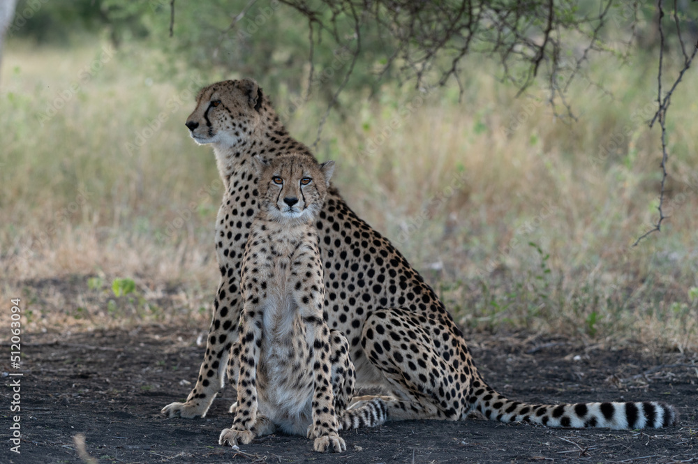 A cheetah and cub, Acinonyx jubatus, sit together under a tree, alert A cheetah and cub, Acinonyx jubatus, sit together under a tree, alert